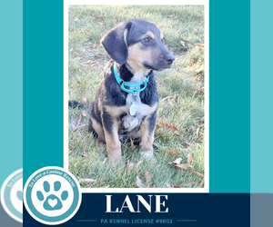 Lane ( L Crew) 102426 - Male Labrador Retriever-Unknown Mix Dog for Adoption - Photo #2