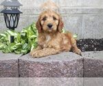 Puppy 7 Irish Setter-Poodle (Miniature) Mix