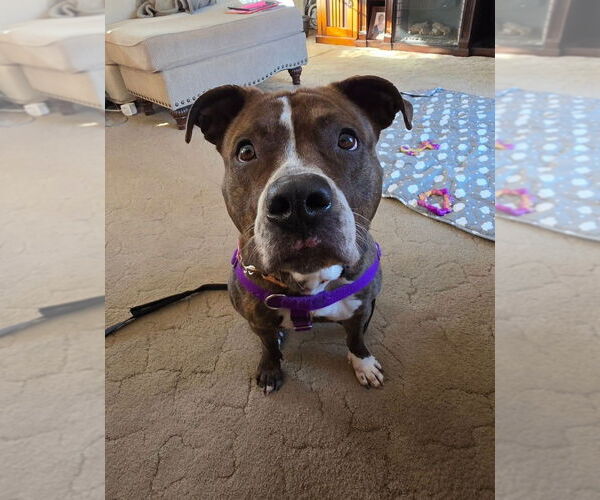 Medium Photo #4 American Staffordshire Terrier Puppy For Sale in Sayreville, NJ, NJ, USA