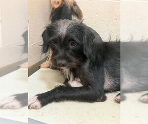 Mutt Dogs for adoption in Belleville, IL, USA