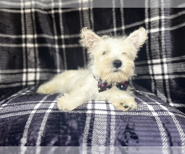 Medium Photo #7 West Highland White Terrier Puppy For Sale in LAKELAND, FL, USA