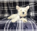 Small #6 West Highland White Terrier