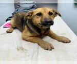 Small Basset Hound-German Shepherd Dog Mix