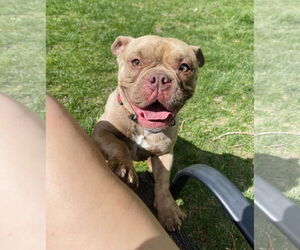 Bulldog Dogs for adoption in Winter, WI, USA