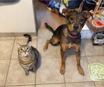 Small #1 Australian Shepherd-German Shepherd Dog Mix