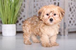 YorkiePoo Puppy for sale in MOUNT VERNON, OH, USA