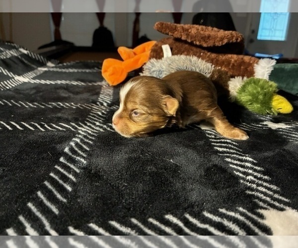 Medium Photo #4 Yorkshire Terrier Puppy For Sale in SCHERTZ, TX, USA
