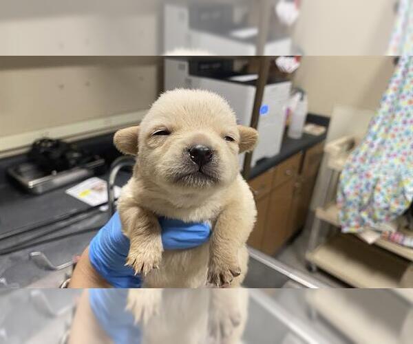 Medium Photo #1 Chihuahua-Unknown Mix Puppy For Sale in Modesto, CA, USA