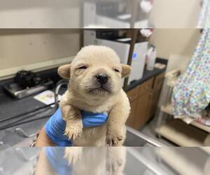 Chihuahua-Unknown Mix Dogs for adoption in Modesto, CA, USA