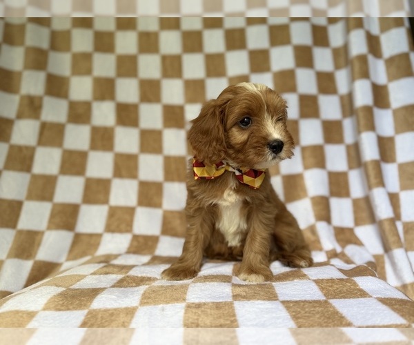 Medium Photo #2 Cavapoo (Miniature) Puppy For Sale in LAKELAND, FL, USA