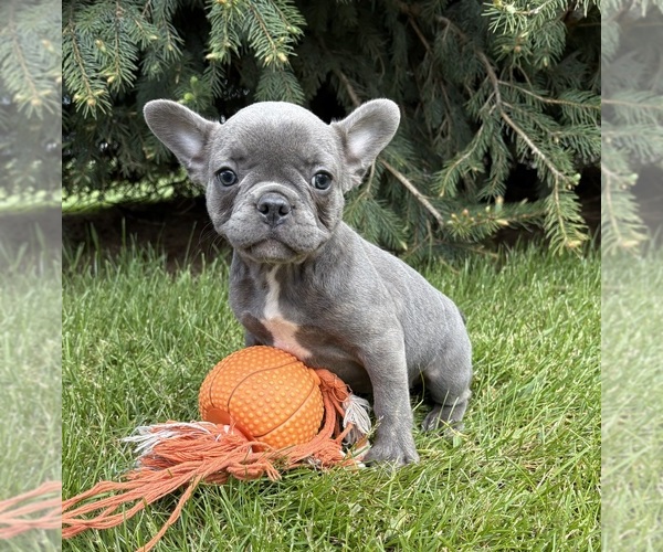 Medium Photo #1 French Bulldog Puppy For Sale in MIDDLEBURY, IN, USA