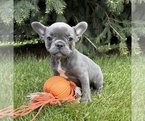 French Bulldog Puppy for sale in MIDDLEBURY, IN, USA