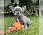 Image preview for Ad Listing. Nickname: Marley