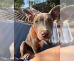 Small #8 Labrador Retriever Mix