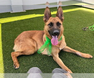 German Shepherd Dog Dogs for adoption in Stockton, CA, USA