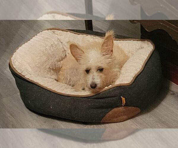 Medium Photo #3 Cairn Terrier-Unknown Mix Puppy For Sale in Carrollton, TX, USA