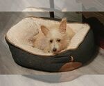 Small #2 Cairn Terrier Mix