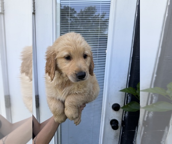 Medium Photo #7 Golden Retriever Puppy For Sale in CHAMPIONS GATE, FL, USA