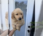 Small Photo #7 Golden Retriever Puppy For Sale in CHAMPIONS GATE, FL, USA