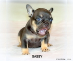 Puppy Sassy French Bulldog