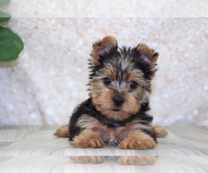 Yorkshire Terrier Puppy for sale in MARIETTA, GA, USA