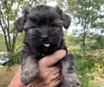 Small Photo #4 Havanese Puppy For Sale in KODAK, TN, USA