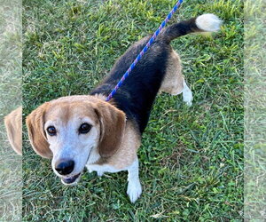 Buddy Beagle 2026 - Male Beagle Dog for Adoption - Photo #3