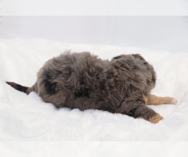 Medium Photo #21 Cockapoo Puppy For Sale in RIPLEY, TN, USA