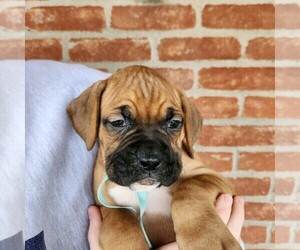 Boxer Puppy for sale in BRADFORD, OH, USA