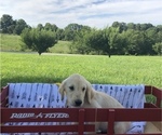 Small Photo #5 Golden Retriever Puppy For Sale in AUSTIN, KY, USA