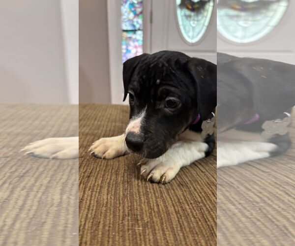 Medium Photo #14 Staffordshire Bull Terrier-Unknown Mix Puppy For Sale in Holly Springs, NC, USA