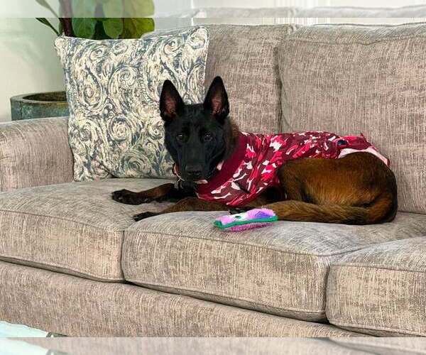 Medium Photo #3 Mutt Puppy For Sale in Imlay City, MI, USA