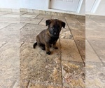 Small #9 Belgian Malinois