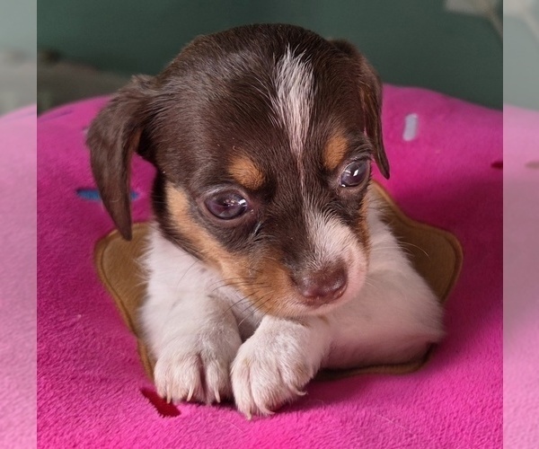 Medium Photo #11 Dachshund-Shorkie Tzu Mix Puppy For Sale in WILMINGTON, NC, USA