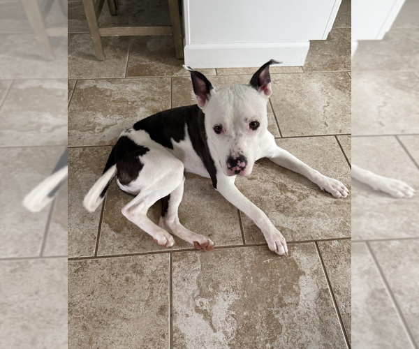 Medium Photo #3 Mutt Puppy For Sale in Rockville, MD, USA