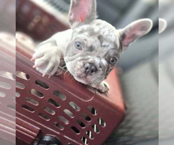 Medium Photo #10 French Bulldog Puppy For Sale in BOSTON, KY, USA