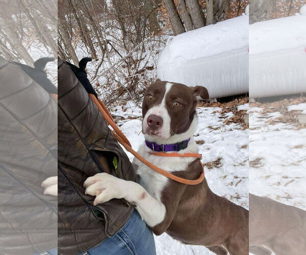 Medium Photo #3 Mutt Puppy For Sale in NEWPORT NH, NH, USA