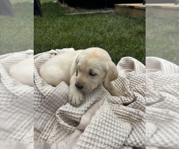 Medium Photo #1 Labrador Retriever Puppy For Sale in DAYTON, VA, USA