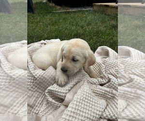 Labrador Retriever Puppy for sale in DAYTON, VA, USA