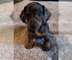 Medium Dachshund