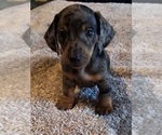 Puppy 4 Dachshund