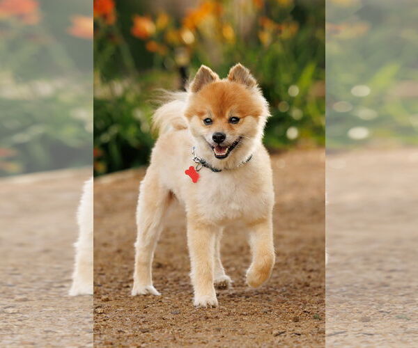 Medium Photo #2 Chiranian Puppy For Sale in McKinney, TX, USA