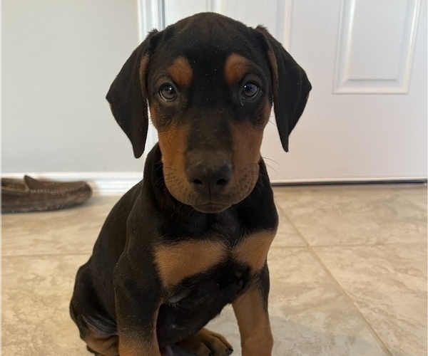 Medium Photo #1 Doberman Pinscher Puppy For Sale in HARKER HEIGHTS, TX, USA
