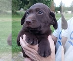 Small #9 Labrador Retriever