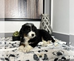 Small Photo #6 Miniature Bernedoodle Puppy For Sale in FRANKLIN, IN, USA