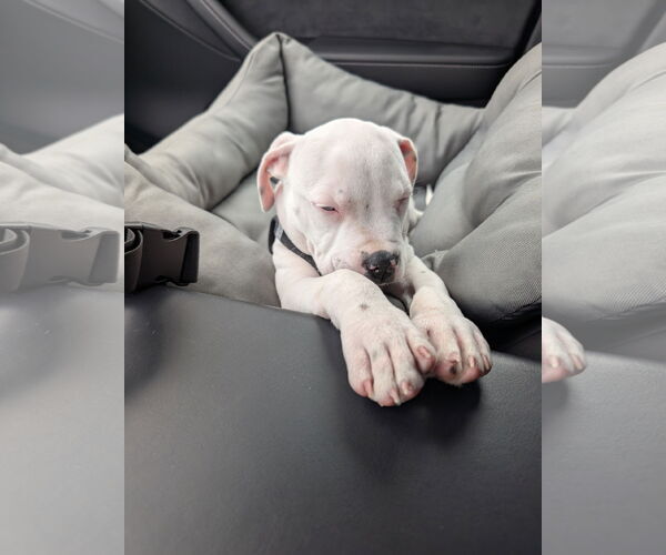 Medium Photo #2 American Pit Bull Terrier-Unknown Mix Puppy For Sale in Aurora, CO, USA