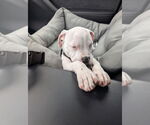 Small #1 American Pit Bull Terrier Mix