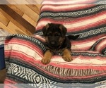 Small Photo #5 German Shepherd Dog Puppy For Sale in CURTISS, WI, USA