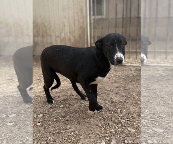Medium Photo #3 Labrador Retriever-Unknown Mix Puppy For Sale in Corning, AR, USA