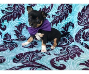 Chihuahua Puppy for sale in RONKS, PA, USA